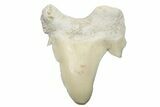 Pathological Otodus Shark Tooth - Morocco #213905-1